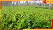 Tea Garden: অতিবৃষ্টিতে নষ্ট হচ্ছে তরাই-ডুয়ার্সের বহু চা-বাগান, চরম ক্ষতির মুখে ব্যবসায়ীরা...