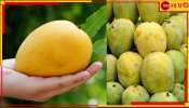 Mango: বাংলা থেকে বিলুপ্তির পথে ৭০ প্রজাতির জগৎ সেরা আম!
