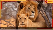Bengal Safari Park: আকবর বদলে হল সুরজ, সীতার নাম তনয়া! সাফারির সিংহ-যুগল এবার &#039;চাপ&#039;হীন...