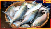 Bangladeshi Hilsa: পুজোয় কি বাঙালির পাতে পড়বে পদ্মার ইলিশ? সিদ্ধান্ত জানিয়ে দিল বাংলাদেশ সরকার