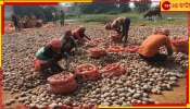 Potato Supply: রাজ্য সরকারের চাপে উঠে গেল আলু ধর্মঘট! হিমঘর থেকে আলু বেরোবে এবং তা আসবেও বাজারে...