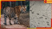 Tiger in Dalma | Tiger in Purulia: বাংলার পিছু ছাড়ছে না বাঘ-আতঙ্ক! সাময়িক স্বস্তিতে কুলতলি, ভয়ে দলমা...