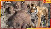 Tiger In Purulia: বাঘ ধরতে ৮০ টি নাইট ভিশন ক্যামেরা! মিলল পায়ের ছাপ, আতঙ্কে বান্দোয়ান...