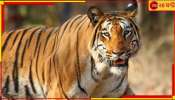 Tiger In Purulia: বাঘকে বাগে আনতে বজ্রআঁটুনি! আতঙ্কে দিন কাটছে পুরুলিয়াবাসীর...