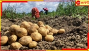 Potato Farmers in Anxiety: একে বীজবপনে দেরি, তায় ঘন কুয়াশার পরত, এর পর রোগ হলে কী হবে? মাথায় হাত আলুচাষিদের...