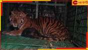 Royal Bengal Tiger of Kultali: বনকর্মীর মাথায় কামড় দেওয়া বাঘ মামা জালে! ভোররাতের অপারেশান ছাগল টোপেই খাঁচাবন্দি...