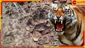 Royal Bengal Tiger in Purulia: ফের বাঘ বেরল পুরুলিয়ায়! রয়্যাল বেঙ্গলের পায়ের ছাপ দেখে আতঙ্কে কাঁপছে গোটা এলাকা...