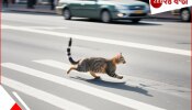 Woman burn Cat alive | Punishment of crossing road | কেন রাস্তা পেরিয়ে যাত্রাভঙ্গ! কুসংস্কারে অন্ধ তরুণী জ্বালাল জ্যান্ত বিড়াল...
