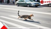 Woman burn Cat alive | Punishment of crossing road | কেন রাস্তা পেরিয়ে যাত্রাভঙ্গ! কুসংস্কারে অন্ধ তরুণী জ্বালাল জ্যান্ত বিড়াল...