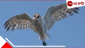 Grass Owl: টানা ৪০ বছর পর ফরাক্কায় দেখা মিলল বিরল প্রজাতির গ্রাস আউলের, হইচই এলাকায়