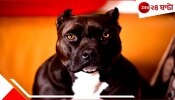 Pet Dog shot man | গুলি চালাল পোষ্য পিট বুল! গার্লফ্রেন্ডের সঙ্গে বিছানায় থাকা মালিক আহত ...
