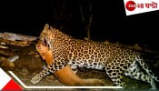 Leopard Attack | মালিক মজে ফোনে, গুটিগুটি ঢুকে ঘুমন্ত পোষা কুকুর তুলে নিয়ে গেল লেপার্ড!