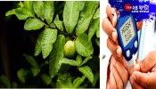 Guava | Blood Sugar | হেলাফেলার এই ফল আর পাতাই সুগারের মহৌষধ! মানলে আপনারই মঙ্গল...