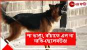 Pet German Shepherd Killed: ছেলের পোষ্য জার্মান শেফার্ড কামড়ে, ছিঁড়ে, খুবলে খেল বৃদ্ধা মাকে! নির্বাক দর্শক বউ-নাতি...