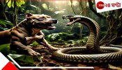 Snake VS Dog: মালিকের পরিবারকে বাঁচাতে ১২ ফুটের শঙ্খচূড় ১১ টুকরো করল ভীমা, তারপরই ঢলে পড়ল বিষে..