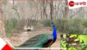 Peacocks in Tea Garden: গোটা চা-বাগানই যেন ময়ূরের রাজত্বে পরিণত! ডিম পাহারা দিচ্ছেন চা-শ্রমিকেরাই...