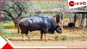 Bison on Road: দুরন্ত গতিতে ছুটছিল বাইক! হঠাৎই সামনে চলে এল বাইসন...উল্টে গেল গাড়িটি...ভয়ংকর...
