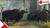 Bison Killed Woman: ঘুম থেকে উঠে উঠোন ঝাঁট দিচ্ছিলেন বৃদ্ধা! হঠাৎই বন থেকে বেরিয়ে সামনে এসে দাঁড়াল দুই ভয়ংকর বাইসন... Bison Killed Woman: ঘুম থেকে উঠে উঠোন ঝাঁট দিচ্ছিলেন বৃদ্ধা! হঠাৎই বন থেকে বেরিয়ে সামনে এসে দাঁড়াল দুই ভয়ংকর বাইসন...