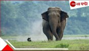 Wild Elephant Aattack: হাতির আক্রমণে প্রাণ গেল যুবকের! শোকের ছায়া বড়দিঘি বনবস্তিতে... Wild Elephant Aattack: হাতির আক্রমণে প্রাণ গেল যুবকের! শোকের ছায়া বড়দিঘি বনবস্তিতে...