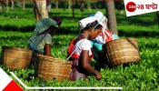 Jalpaiguri | Tea-Garden: চা-বাগানে নেই কাজ; বাধ্য হয়েই নেমেছেন &#039;ব্যবসায়&#039;... উদ্ধার....