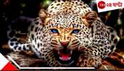 Leopard Attack: চা-বাগানে শ্বাপদ-সন্ত্রাস! প্রাণে বাঁচতে অকাল দীপাবলী...