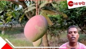 Miyazaki Mango: চোখ টানবে &#039;সূর্য ডিমের&#039; উজ্জ্বল রং, বর্ধমানে বাগানে ফলেছে বিশ্বের সবচেয়ে দামি আম