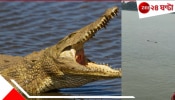 Crocodile in Ganges: নবদ্বীপের গঙ্গায় বিশালাকার ভয়ংকর কুমির! ঘাটে স্নান করতে নামতেই...