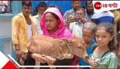 Bangladesh: গাজোয়ারি করে গোরু নিয়ে চলে গিয়েছে নেতা, বাছুর নিয়ে আদালতে অসহায় মালিক!
