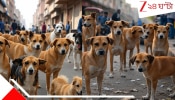 Supreme Court on Stray Dogs: রাস্তায় একটাও কুকুর যেন না থাকে, ৮ সপ্তাহের মধ্যে সব কটাকে তুলে নিয়ে যান: সুপ্রিম কোর্ট