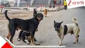 Supreme Court On Stray Dogs: ৮ সপ্তাহের মধ্যে সরাতে হবে সব রাস্তার কুকুর! &#039;সুপ্রিম&#039; নির্দেশে বিতর্কের জেরে এবার প্রধান বিচারপতি-ই বললেন &#039;বড়&#039; কথা...