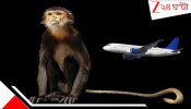 Endangered Primate Escaped from Airport: দীর্ঘ ১২০ ঘণ্টা পরেও খোঁজ মেলেনি বানরের! কম্বোডিয়া-ভিয়েতনামের অতি বিরল এই...