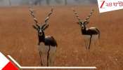 Karnataka Blackbucks: ভয়াবহ কোনও জীবাণু হানা দিয়েছে ফের! কর্নাটকে চিড়িয়াখানায় বেঘোরে মৃত ৩১ কৃষ্ণসার হরিণ...