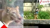Lion Attack: সিংহকে পোষ মানাব! জেদ ধরে ২০ ফুট দেওয়াল টপকে চিড়িয়াখানার এনক্লোজ়ারে ঢুকে পড়লেন যুবক, তারপরই...
