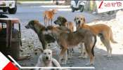 Nadia News: শীতের রাতে খোলা আকাশের নীচে সদ্যোজাত! রাতভর পাহারায় দেশি কুকুরের দল....