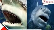Bull Shark in Talsari Beach: দীঘায় হানা দিয়েছে ৫০০০ কেজি ওজনের ৩০ ফুট লম্বা আগ্রাসী হাঙর! সেই প্রশান্ত মহাসগার থেকে...