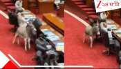 Donkey in Parliament: সেশন চলাকালীন পাকিস্তানের পার্লামেন্টে ঢুকে পড়ল গাধা! দেশের মানুষের ঠাট্টা, নিজের বন্ধুদের সংসদেই এসেছে বেচারা!