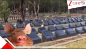 Pig Heads On Muslim Graves: গোরস্থানে সাবধান! মুসলিম সমাধিস্থলে শুয়োরের কাটা মাথা...ভয়ংকর...