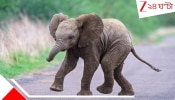 Baby elephant died in Tamil Nadu: বুনো ফল ভেবেই শুঁড়ে করে খেল 'বোমা'! আহারে ছোট হস্তিশাবক! 