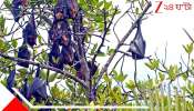 Nipah Virus in Bengal: নিপার ভয় নয়! বাংলার এই গ্রামে বাদুড়ই পরিবারের সদস্য... রক্ষা করা হয় তাদের...