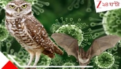 Owl in Nipah: নিপা আউটব্রেকে চিন্তা নেই, এসে গেল অব্যর্থ প্রতিষেধক! জেনে নিন 'নিপা'কে রুখে দেওয়ার খুব চেনা এই...