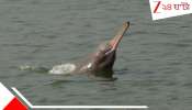 Gangetic Dolphin Death: মুখ কেটে ঢোকানো টিনের মধ্যে! চর্বি থেকে তেল সংগ্রহ করতে গাঙ্গেয় ডলফিন শাবককে নৃশংস হত্যা...