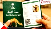 Camel Passport: বিলিয়ন ডলার দাম! ২২ লক্ষ উটের পাসপোর্ট তৈরি করছে সৌদি...