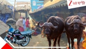 Buffalo Horror: বাইকে ধাক্কা মোষের! তারপর পাথর দিয়ে মাথা থেঁতলে দেওয়া হল মোষমালিকের! বীভৎস মৃত্যু...