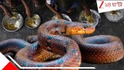 Snake in Mid-Day Meal: মিড-ডে মিলে সাপ; খাবার খেয়ে অসুস্থ ২৫০-এর বেশি শিশু-পড়ুয়া, ঘোর আতঙ্ক