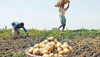 আমদানি করা বীজ আসল না নকল? আলু চাষে ব্যাপক ক্ষতি উত্তরবঙ্গে 