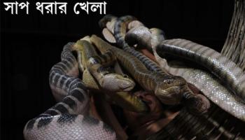 গাঁটের ব্যাথা সারাতে প্রতিবছর ৮০ টন বিষধর সাপ ধরা হয় ভিয়েতনাম উপকূল থেকে 