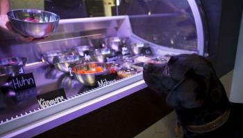 আপনার প্রিয় পোষ্যটির জন্যও এবার এসে গেলো রেস্তোরাঁ