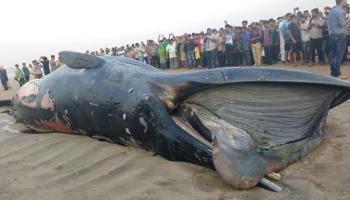 রোজ খবরে তিমির ভেসে আসা তাই জানুন তিমির ৫ টি কথা