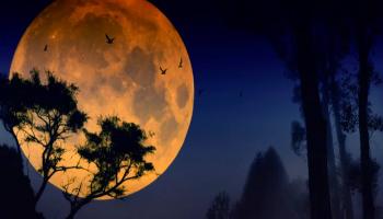  চাঁদ অন্তত বুকের ওড়না টেনে বুঝিয়ে দেয় না , তুমি ওভাবে দেখছো বলে বিরক্ত হচ্ছি!