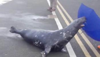 মানুষের কাছে খাবার চাইতে এলো মাছ!!!